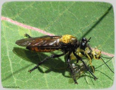 Robber fly (Laphria) with wasp