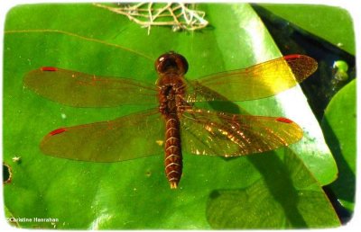 Eastern amberwing  (<em>Perithemis tenera</em>)