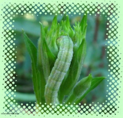 Evening primrose moth caterpillar (<em>Schinia florida</em>), #11164