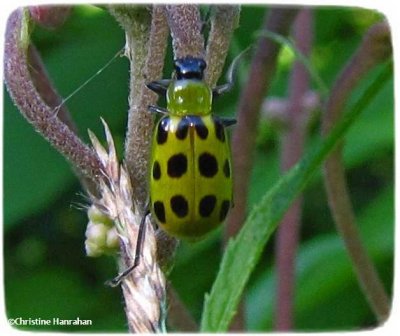 Spotted cucumber beetle (<em>Diabrotica undecimpunctata </em>)