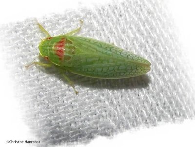 Leafhopper (Gyponana octolineata)