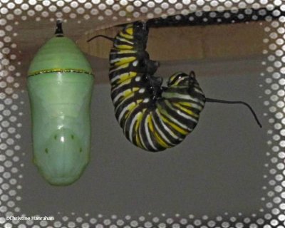 Monarch butterfly chrysalis and caterpillar
