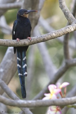 Green Wood Hoopoe