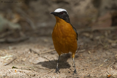 White-crowned Robin-chat