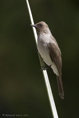 Common Bulbul