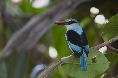 Blue-breasted Kingfisher