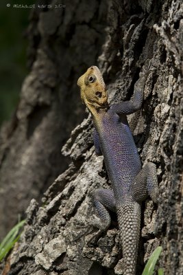 Common Agama