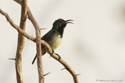 Variable Sunbird