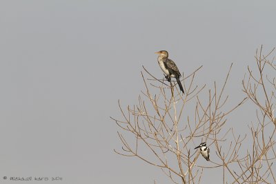 Long-tailed Cormorant  and Pied Kingfisher