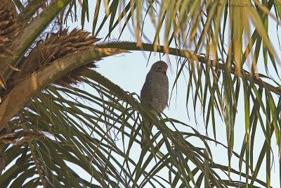 Lizard Buzzard