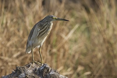 Squacco Heron