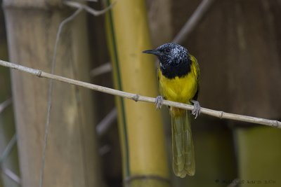 Oriole Warbler