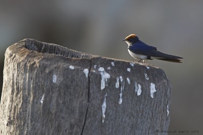 Wire-tailed Swallow