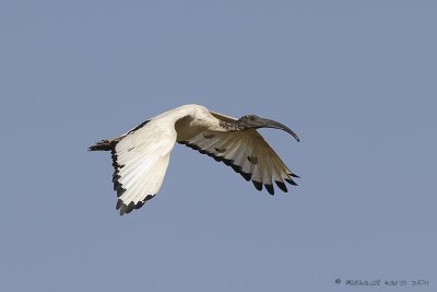 Sacred Ibis