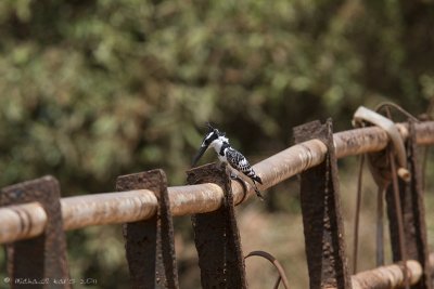 Pied Kingfisher