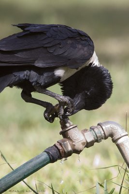 Pied Crow