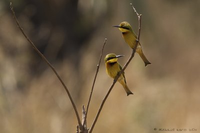 Little Bee-eater