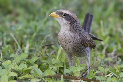 Yellow-billed Shrike