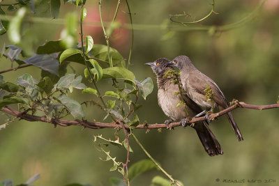Brown Babbler