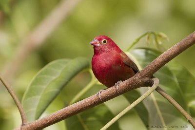 Red-billed Firefinch