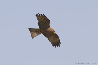 Yellow-billed Kite
