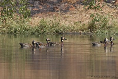 White-faced Whistling Duck
