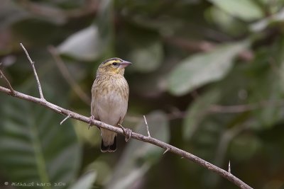 Black-winged Red Bishop