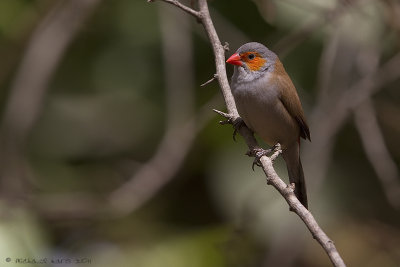 Orange-cheecked Waxbill