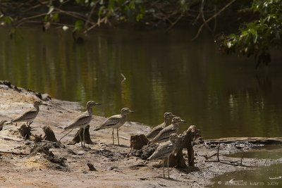 Senegal Thick-knee