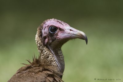 Hooded Vulture