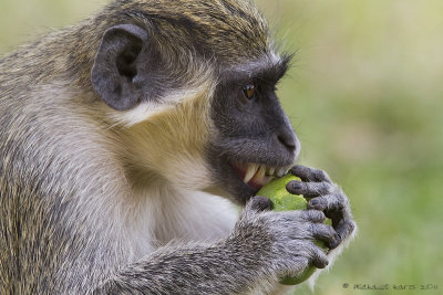 Green Vervet Monkey