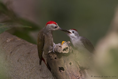 Grey Woodpecker
