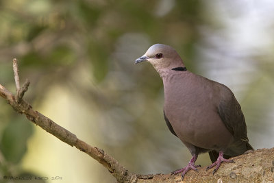 Red-eyed Dove