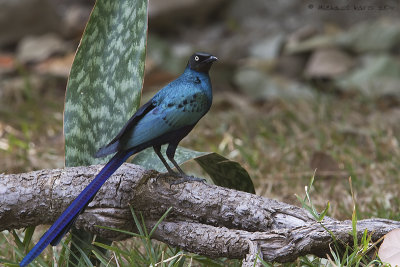 Long-tailed Glossy Starling
