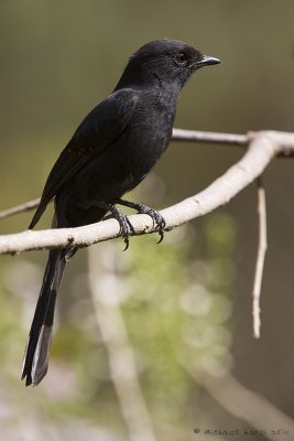 Northern Black Flycatcher