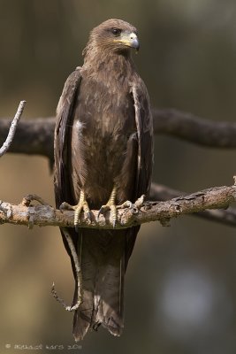Black Kite
