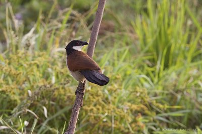 Senegal Coucal