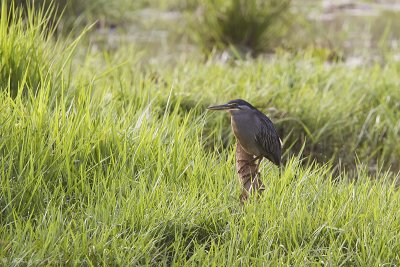 Striated Heron
