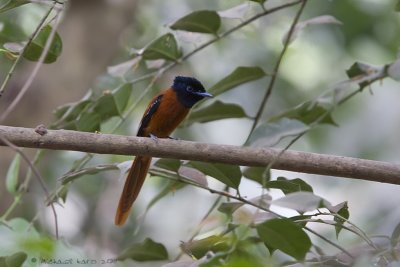Red-bellied Paradise Flycatcher