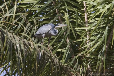 Black-headed Heron