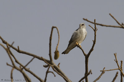 Black-shouldered Kite