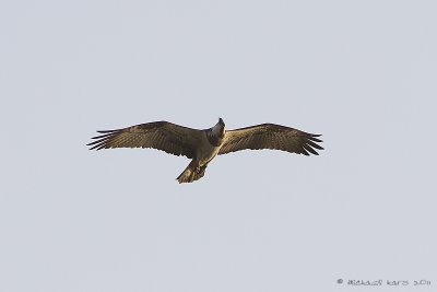 Osprey