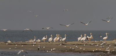Great White Pelican - Pink-backed Pelican