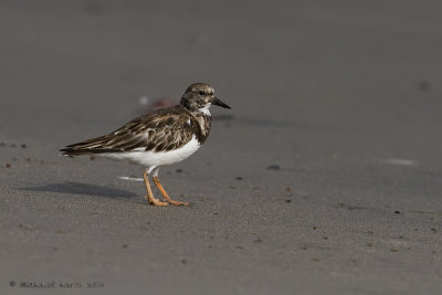 Ruddy Turnstone
