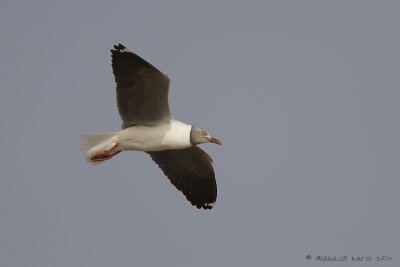 Grey-headed Gull