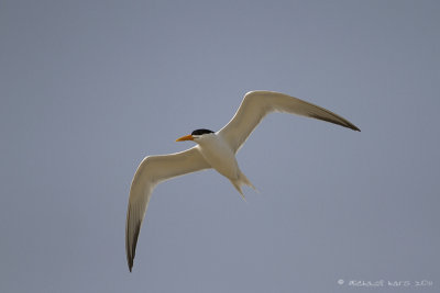 Royal Tern