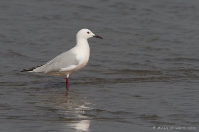 Slender-billed Gull