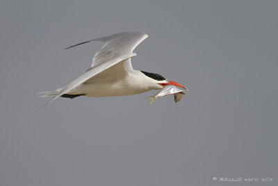Caspian Tern
