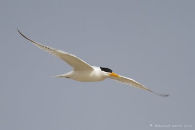 Royal Tern