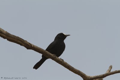 White-fronted Black Chat